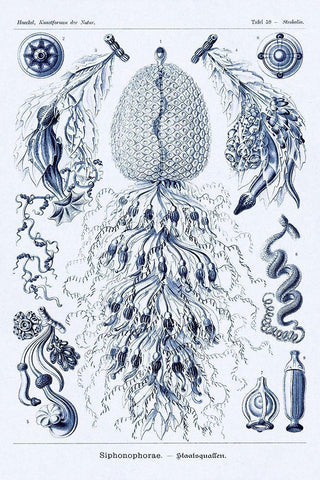 Haeckel Nature Illustrations: Siphoneae Hydrozoa - Dark Blue Tint Black Ornate Wood Framed Art Print with Double Matting by Haeckel, Ernst