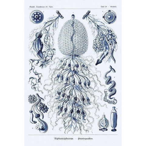Haeckel Nature Illustrations: Siphoneae Hydrozoa - Dark Blue Tint Black Modern Wood Framed Art Print by Haeckel, Ernst