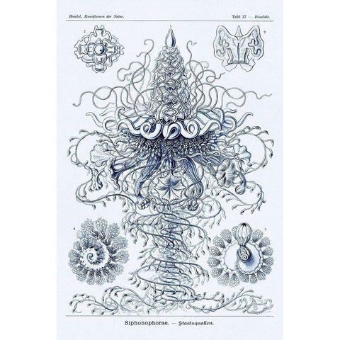Haeckel Nature Illustrations: Tubularida - Tubularians - Dark Blue Tint Gold Ornate Wood Framed Art Print with Double Matting by Haeckel, Ernst