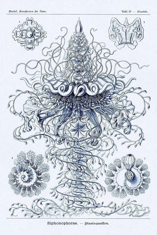 Haeckel Nature Illustrations: Tubularida - Tubularians - Dark Blue Tint Black Ornate Wood Framed Art Print with Double Matting by Haeckel, Ernst