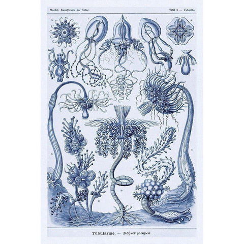 Haeckel Nature Illustrations: Cephlopods - Dark Blue Tint Black Modern Wood Framed Art Print with Double Matting by Haeckel, Ernst