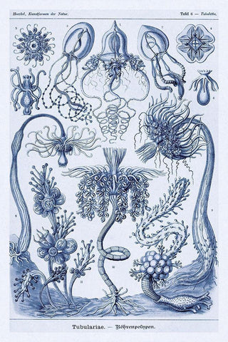 Haeckel Nature Illustrations: Cephlopods - Dark Blue Tint White Modern Wood Framed Art Print with Double Matting by Haeckel, Ernst