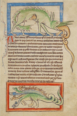 A Hydrus; A Hydra White Modern Wood Framed Art Print with Double Matting by English 13th Century