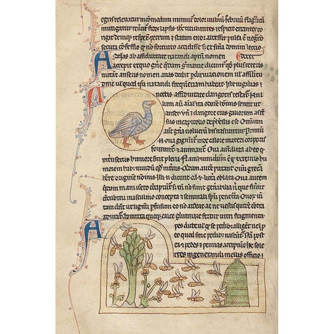 A Duck; Bees Black Modern Wood Framed Art Print with Double Matting by English 13th Century