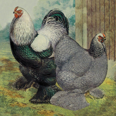 Chickens: Dark Brahmas Black Modern Wood Framed Art Print with Double Matting by Wright, Lewis
