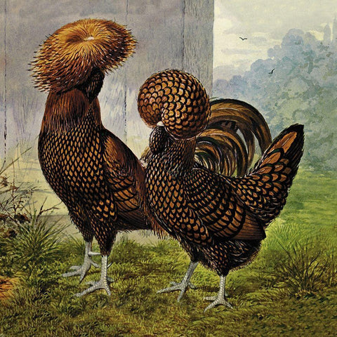 Chickens: Gold Spangled Polish White Modern Wood Framed Art Print with Double Matting by Wright, Lewis