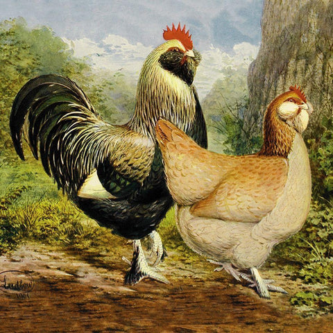 Chickens: Salmon Faverolles Black Ornate Wood Framed Art Print with Double Matting by Wright, Lewis