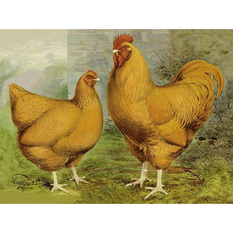 Chickens: Buff Orpingtons White Modern Wood Framed Art Print by Wright, Lewis