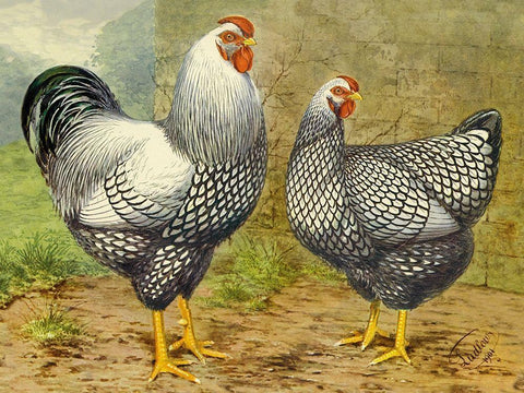 Chickens: Silver Laced Wyandottes White Modern Wood Framed Art Print with Double Matting by Wright, Lewis