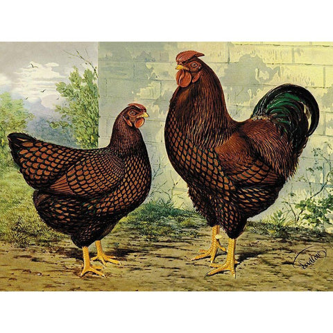 Chickens: Golden Wyandottes White Modern Wood Framed Art Print by Wright, Lewis