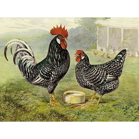 Chickens: Anconas White Modern Wood Framed Art Print by Wright, Lewis