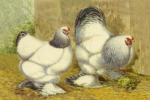 Chickens: Light Brahmas Black Ornate Wood Framed Art Print with Double Matting by Wright, Lewis