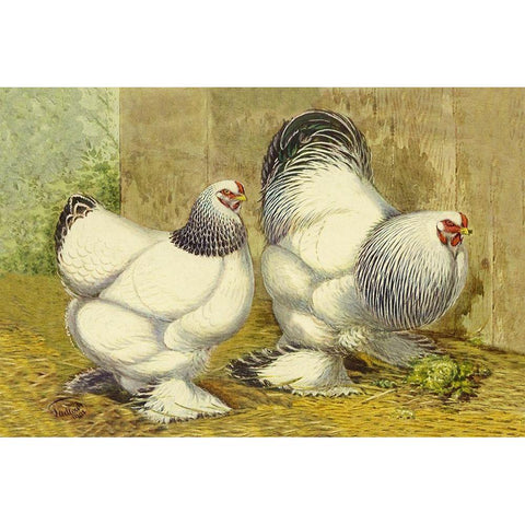 Chickens: Light Brahmas White Modern Wood Framed Art Print by Wright, Lewis