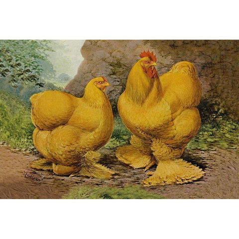 Chickens: Buff Cochins Black Modern Wood Framed Art Print by Wright, Lewis