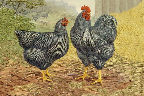 Chickens: Plymouth Rocks White Modern Wood Framed Art Print with Double Matting by Wright, Lewis