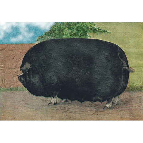 Pigs and Pork: Champion Sow Black Modern Wood Framed Art Print with Double Matting by Advertisement