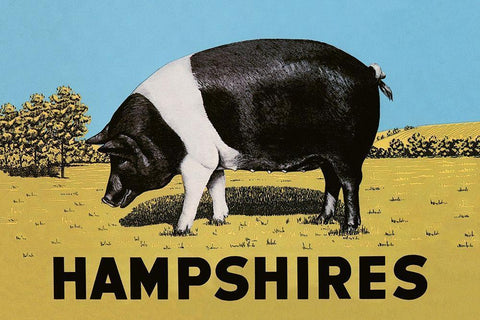 Pigs and Pork: Hampshires White Modern Wood Framed Art Print with Double Matting by Advertisement