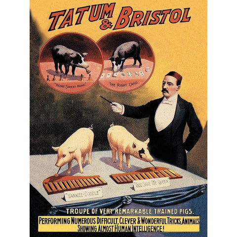 Pigs and Pork: Tatum and Bristols Troupe of Trained Pigs Black Modern Wood Framed Art Print by Advertisement