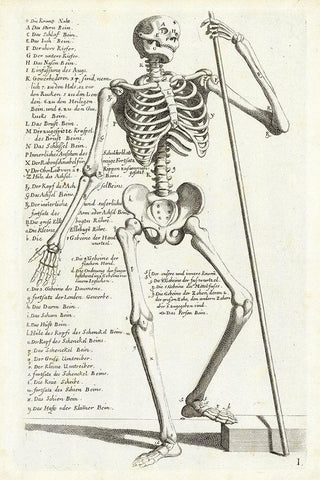 Anatomical diagram showing human skeleton, front view, with legends Black Ornate Wood Framed Art Print with Double Matting by Bollmann, Hieronymus