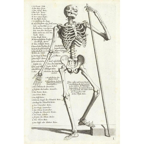 Anatomical diagram showing human skeleton, front view, with legends Black Modern Wood Framed Art Print with Double Matting by Bollmann, Hieronymus