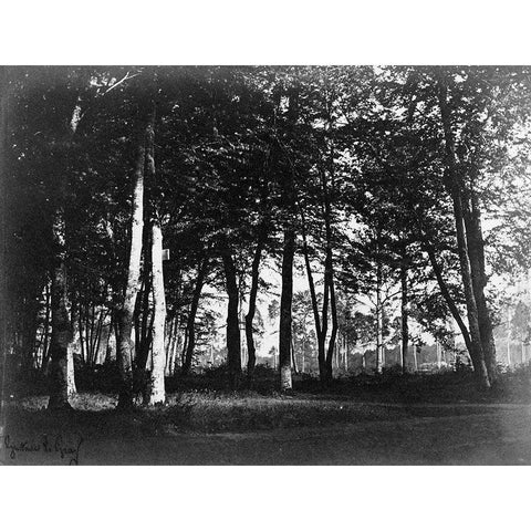 Fontainebleau, 1849 - Study of Trees and Pathways White Modern Wood Framed Art Print by Le Gray, Gustave