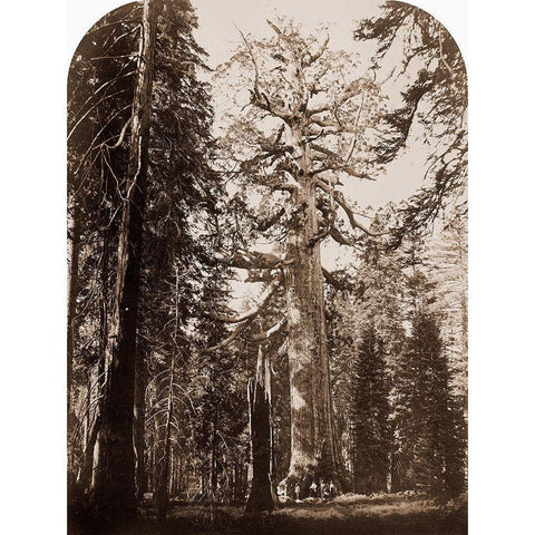 Grizzly Giant - 33 ft. diam. -  Mariposa Grove, Yosemite, California, 1861 Black Modern Wood Framed Art Print with Double Matting by Watkins, Carleton