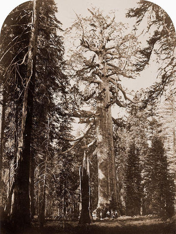 Grizzly Giant - 33 ft. diam. -  Mariposa Grove, Yosemite, California, 1861 White Modern Wood Framed Art Print with Double Matting by Watkins, Carleton