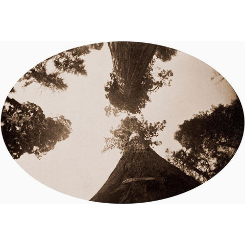 Among the Treetops, Calaveras Grove, California, 1878 White Modern Wood Framed Art Print by Watkins, Carleton