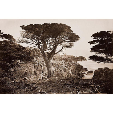 Cypress Point, Monterey, California, about 1880s White Modern Wood Framed Art Print by Watkins, Carleton