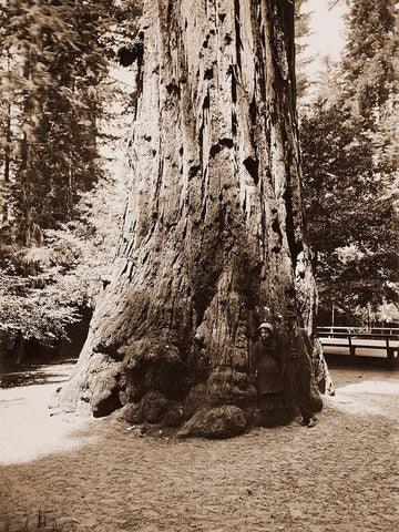 Big Tree Felton (Redwood), Santa Cruz, California, 1880s Black Ornate Wood Framed Art Print with Double Matting by Watkins, Carleton