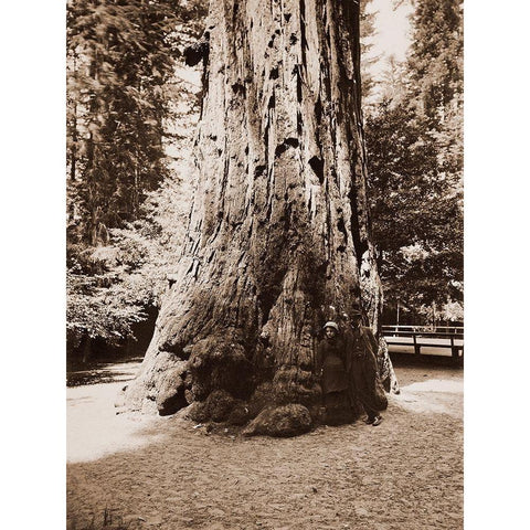 Big Tree Felton (Redwood), Santa Cruz, California, 1880s White Modern Wood Framed Art Print by Watkins, Carleton