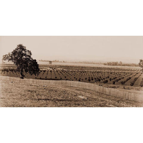 Young Orchard, Palermo, Butte County, California, 1888-1891 Black Modern Wood Framed Art Print with Double Matting by Watkins, Carleton