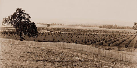 Young Orchard, Palermo, Butte County, California, 1888-1891 White Modern Wood Framed Art Print with Double Matting by Watkins, Carleton