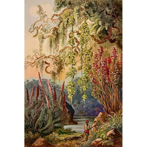 Nillu-Busche und Hangebambusen Hochland von Ceylon White Modern Wood Framed Art Print by Haeckel, Ernst