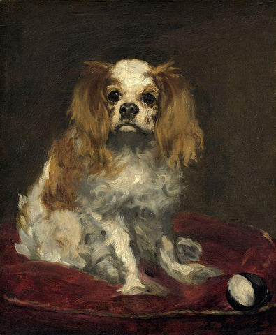 A King Charles Spaniel White Modern Wood Framed Art Print with Double Matting by Manet, Edouard