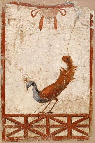 Wall Fragment with a Peacock White Modern Wood Framed Art Print with Double Matting by Unknown 1st Century Roman Artisan