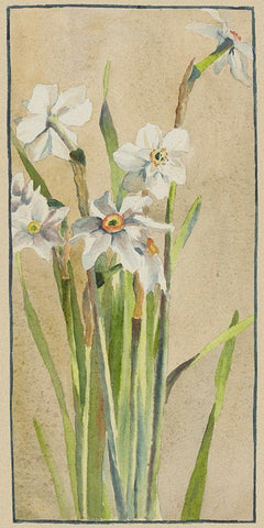 White Narcissus with Gray Accents White Modern Wood Framed Art Print with Double Matting by Overbeck, Hannah Borger