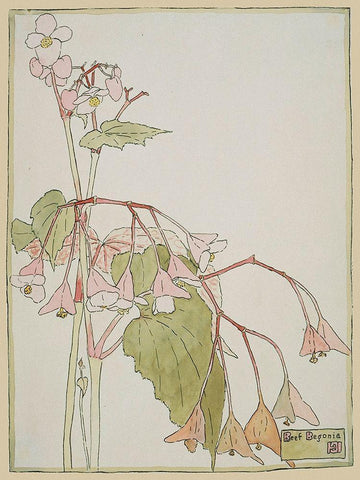Beef Begonia White Modern Wood Framed Art Print with Double Matting by Overbeck, Hannah Borger