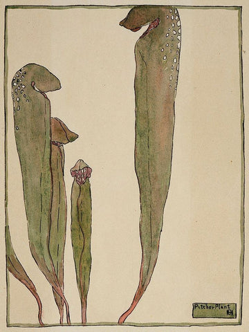 Pitcher Plant Black Ornate Wood Framed Art Print with Double Matting by Overbeck, Hannah Borger