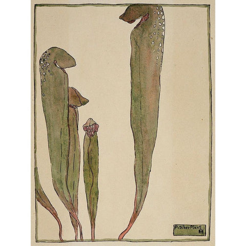 Pitcher Plant Black Modern Wood Framed Art Print by Overbeck, Hannah Borger