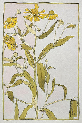 Sneeze Weed Black Ornate Wood Framed Art Print with Double Matting by Overbeck, Hannah Borger