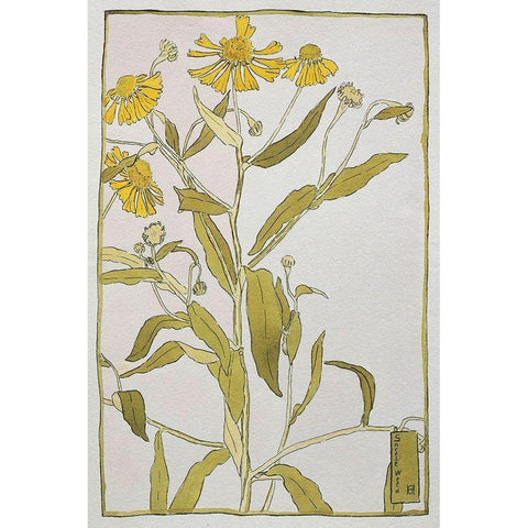 Sneeze Weed Black Modern Wood Framed Art Print by Overbeck, Hannah Borger