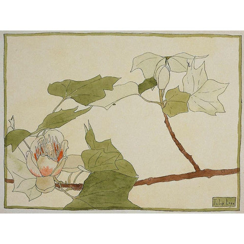 Tulip Tree Black Modern Wood Framed Art Print by Overbeck, Hannah Borger