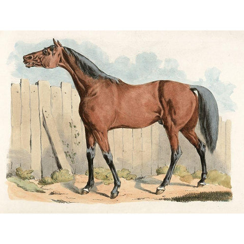 Dark-Brown Horse, 1817 Black Modern Wood Framed Art Print with Double Matting by Alken, Henry Thomas