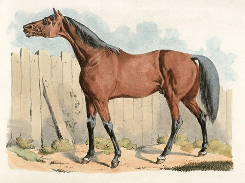 Dark-Brown Horse, 1817 Black Ornate Wood Framed Art Print with Double Matting by Alken, Henry Thomas