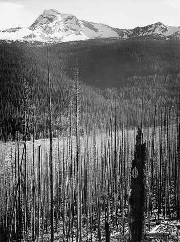 Burned Area, Glacier National Park, Montana - National Parks and Monuments, 1941 Black Ornate Wood Framed Art Print with Double Matting by Adams, Ansel