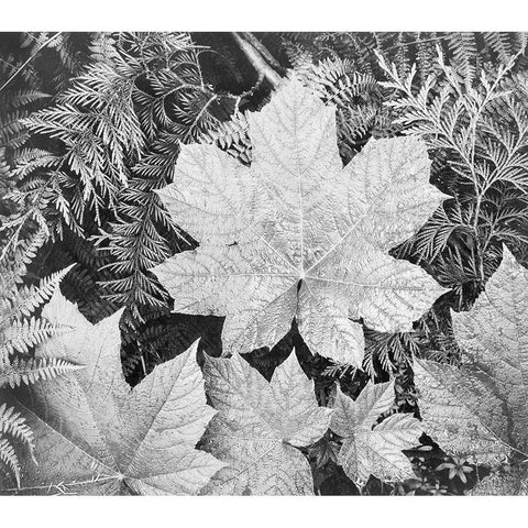 Leaves, Glacier National Park, Montana - National Parks and Monuments, 1941 White Modern Wood Framed Art Print by Adams, Ansel