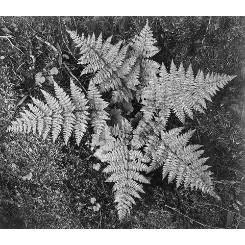 Ferns, Glacier National Park, Montana - National Parks and Monuments, 1941 Black Modern Wood Framed Art Print with Double Matting by Adams, Ansel