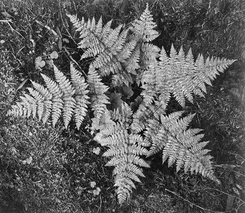 Ferns, Glacier National Park, Montana - National Parks and Monuments, 1941 White Modern Wood Framed Art Print with Double Matting by Adams, Ansel