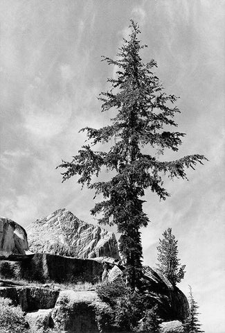 Tree and unnamed peak, Kings River Canyon,  proposed as a national park, California, 1936 Black Ornate Wood Framed Art Print with Double Matting by Adams, Ansel